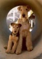 Airedale terrier